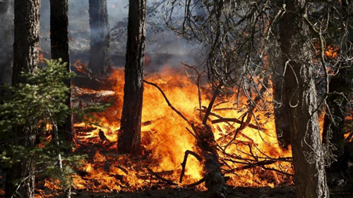 Pericolosità incendi boschivi su tutto il territorio della Regione Piemonte a partire dal giorno 8 luglio 2026